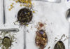 【香料學】香料、香草、花草茶,進入香氣四溢的五感訓練