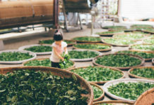 中國茶師:咖啡文化不可能贏過中華茶文化,是你們台灣沒有保留傳統…