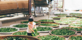 中國茶師:咖啡文化不可能贏過中華茶文化,是你們台灣沒有保留傳統…