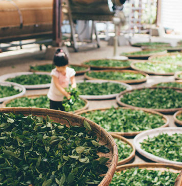 大楓樹金萱,穀雨,春茶阿里山烏龍茶